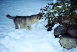 Smelling a pine tree